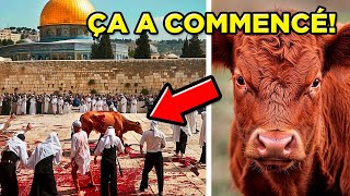 LA VACHE ROUSSE ESTELLE SACRIFIÉE EN ISRAËL APRÈS 2000 ANS [upl. by Oruhtra]