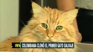 Científica colombiana clonó por primera vez en el mundo un gato salvaje [upl. by Leohcin366]