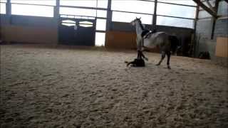 Jazda bez strzemion  Gleba Riding without stirrups  Fall of horse [upl. by Odrude]