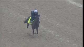 Normandy Invasion gallops at Churchill Downs 42413 [upl. by Andrej]