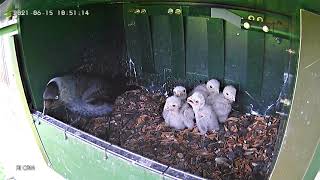 Jackdaws bullying kestrel chicks part 2 [upl. by Xirtaeb]