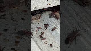 Swarming Boxelder Bugs pestcontrol [upl. by Vladimir]