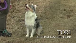 TORI  AUSTRALIAN SHEPHERD [upl. by Greenleaf]