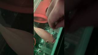 Feeding and Petting my Oscar fish Nessie [upl. by Waylan134]