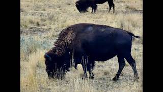 Antelope Island in Great Salt Lake [upl. by Kerianne]