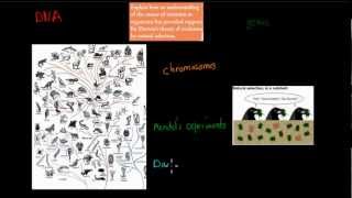 10 Variation and evolution HSC biology [upl. by Dorrahs]