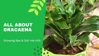 Dracaena plant care Dracaena Compacta plant care Growing tips for Dracaena [upl. by Trinette964]