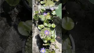 Water lily 9188029238 waterplants flowers gardening malayalam [upl. by Hsital]