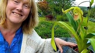 Potting Phragmipedium Orchids [upl. by Warfeld323]