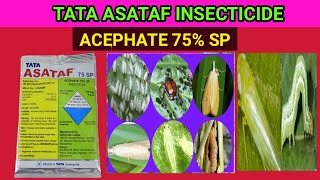 Tata asataf insecticideacephate 70 sp best thrips control insecticide [upl. by Narat56]