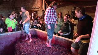 Fiesta del Pisado de la Uva Bodegas Lecea  Vídeo Reportaje [upl. by Jahn111]