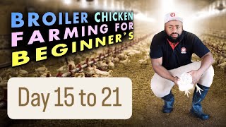 Day 1521 Essential Broiler Chicken Care  Growing Healthy Broilers as They Mature [upl. by Wurst]