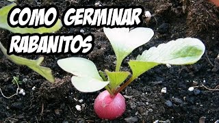 Como germinar Rabanitos  Muy fácil [upl. by Neelik674]