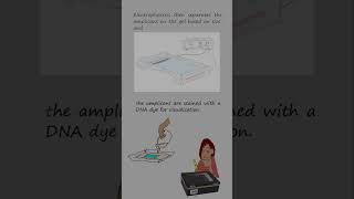 Genotyping alleles with length differences by Polymerase chain reaction and electrophoresis [upl. by Hurless176]