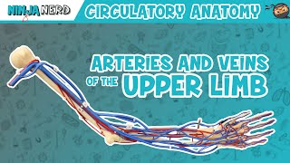 Circulatory System  Arteries amp Veins of the Upper Limb  Vascular Arm Model [upl. by Ibor]