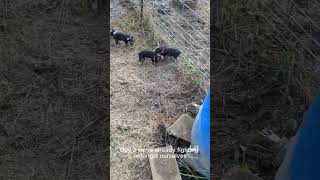 Tiny Tussles Piglet Sibling Rivalry at Just 1 Day Old 🐷 idahopasturepigs farmlifefun pig piggy [upl. by Buhler387]