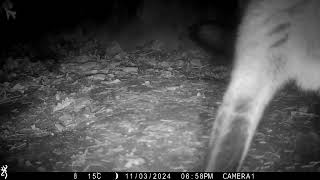 3rd November 2024 Fox attacking camera [upl. by Manuel]