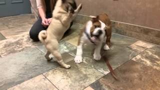 Bulldog and Pug Puppy Play Time [upl. by Aneeb468]