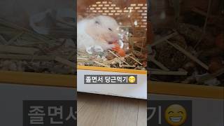 졸립지만 맛있는 당근은 못참지 당근먹는 달록이♥︎ 햄스터일상 햄스터키우기 햄찌 hamsters [upl. by Elohcim]