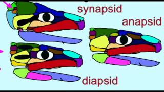 PL2 FOSSIL REPTILES ANAPSIDS DIAPSIDS SYNAPSIDS [upl. by Dranoel]