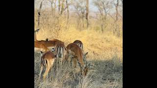 Beuti of Kruger National Park South Africa [upl. by Emelen]