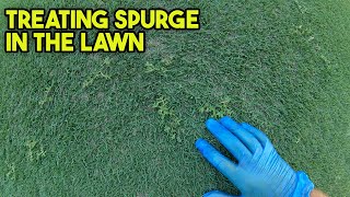 How to Treat Spurge in the Lawn With RESULTS [upl. by Ayom]