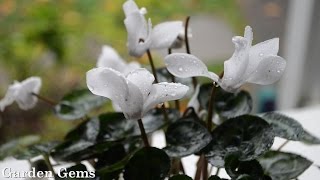 Florist cyclamen [upl. by Burgener308]