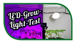 LED Grow Light Test ☀️ Aussaat Jungpflanzenanzucht Zeitraffer ☀️ Pflanzenlicht ☀️ Pflanzenlampen [upl. by Costanzia]