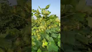 Top cotton variety in pakistan 888 cotton farming [upl. by Kerekes]