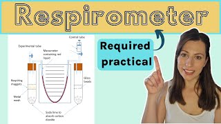 Alevel Biology RESPIROMETER AQA required practical How to measure the rate of respiration [upl. by Pollard479]