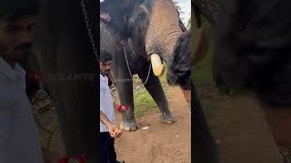 അയ്യപ്പനെ കാണാനെത്തിയ ഇക്കയും പിള്ളേരും  shimil  ayyappan  elephant animals love [upl. by Assenov455]