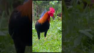 Albany DVH ampSons Farm roosters chicken sabong gamefowlbreed [upl. by Ahsiakal]