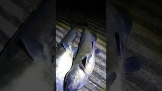 Mind ya Own fishing foxriver catfish illinois tips top comedy karen trending fishingmethod [upl. by Wiggins]