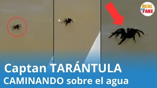 Captan araña GIGANTE caminando sobre el agua noticias [upl. by Moorish]