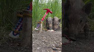 Amazing Skill Building wild boar trap From Hammer skilltrap animals camping shorts [upl. by Ranie]