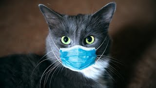 LES CHATS SATTAQUENT AU VIRUS [upl. by Dermot]