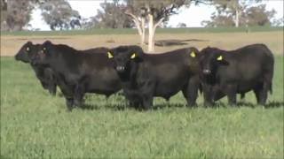 Peakes Angus 2016 Bowen Bull Sale [upl. by Zeke277]