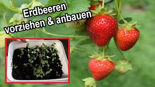 Erdbeeren selber säen und vorziehen Anleitung  Erdbeeren aus Samen ziehen  Erdbeer Anzucht [upl. by Tedda272]