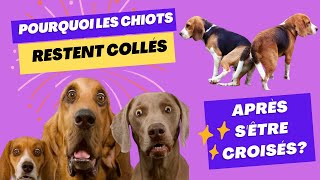 POURQUOI LES CHIOTS RESTENT COLLÉS APRÈS SÊTRE CROISÉS [upl. by Nnylesor]