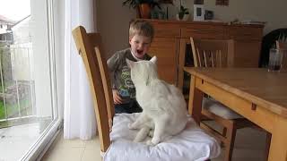 Boy Gets Bit by Cat While Petting  984986 [upl. by Hodgson]