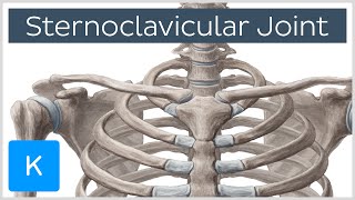 Sternoclavicular Joint  Location amp Movements  Human Anatomy  Kenhub [upl. by Reinhart]