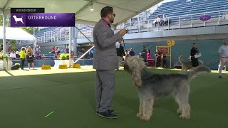 Otterhounds  Breed Judging 2023 [upl. by Rundgren]