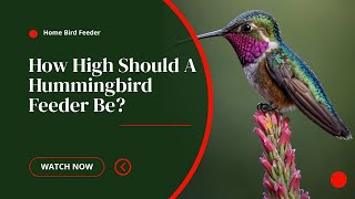 How High Should A Hummingbird Feeder Be hummingbirds [upl. by Bello]