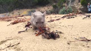 Derek the Wombat from Flinders Island  Discover Tasmania [upl. by Rennat428]