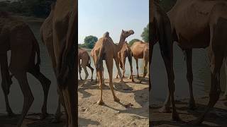 Adorable Camel Moments You Cant Miss 🐪 Shortsquot [upl. by Auqinehs]