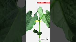 Transport in Plants Simplified  Class 11 Biology  EduCartoon Academy [upl. by Nowahs]