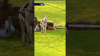 Drama at Wetherby the other day 🏇🤯 lucrative racing horse horseracing jockey shorts [upl. by Oringa]