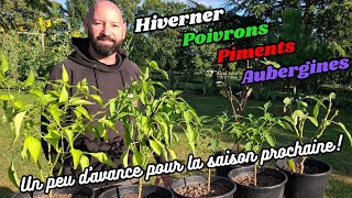 Comment quothivernerquot Poivrons Piments et Aubergines quotUn peu davance pour la saison prochainequot [upl. by Aihsal657]