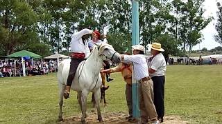 JINETEADAS DE CABALLOS JOSÉ ORTIZ FIESTA DE LA AMISTAD 2018 CRIOLLAS CRIOJAS [upl. by Thibaut]