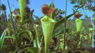 Nepenthes Madagascariensis  Arkive [upl. by Mordy]